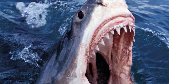 Conway The Machine & The Alchemist - Lulu