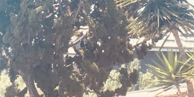 Lana Del Rey Venice Bitch