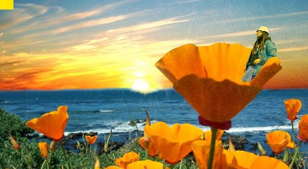 Rexx Life Raj California Poppy 2