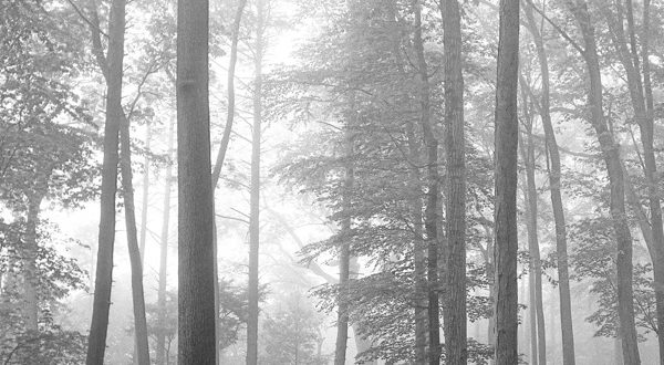 Taylor Swift - folklore