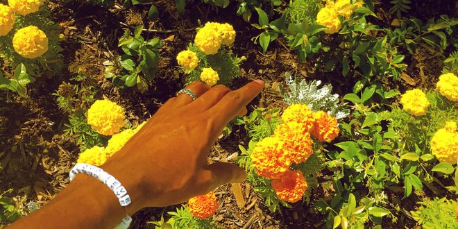 Tyler The Creator Peach Fuzz