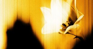 U2 - Easter Lily EP