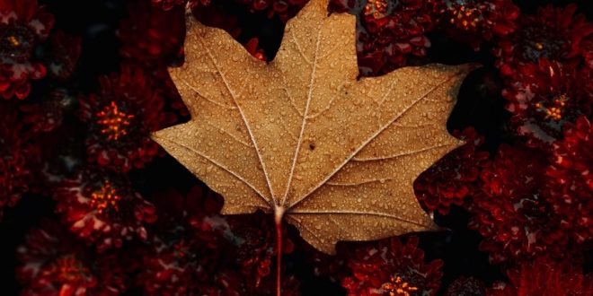 Various Artists Best of October 2020